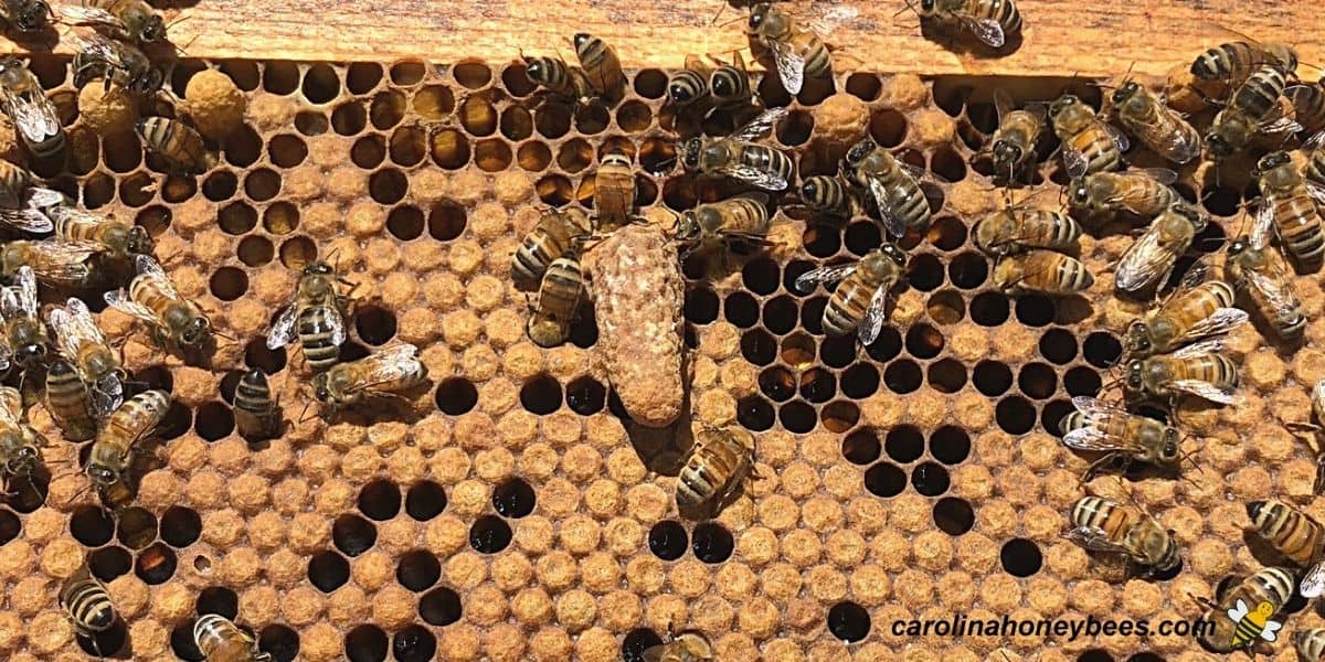 Large mottled queen cell in beehive.