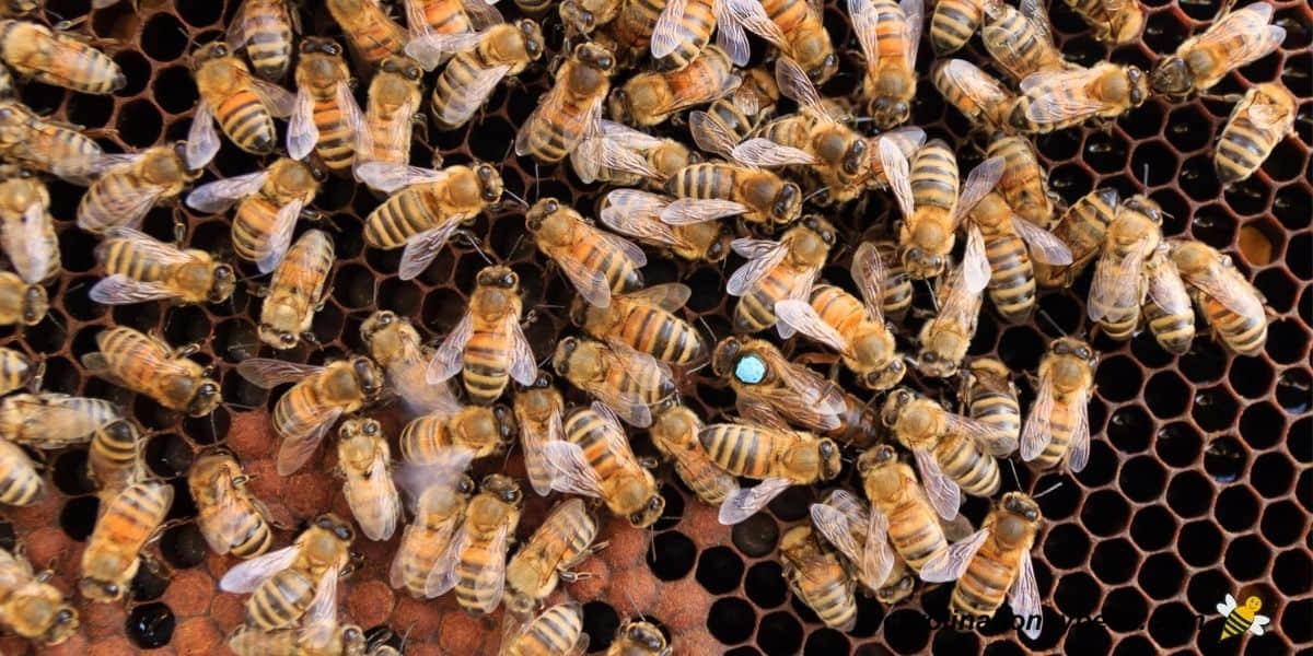 Frame from a beehive with bees and the queen bee that a beekeeper is looking for.