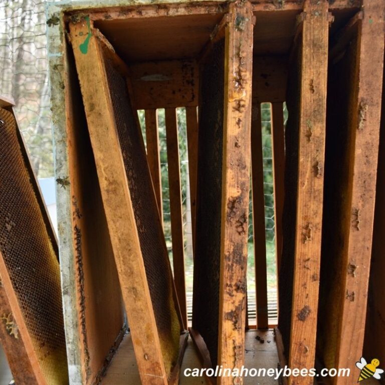 How to Store Honey Supers Over Winter Carolina Honeybees
