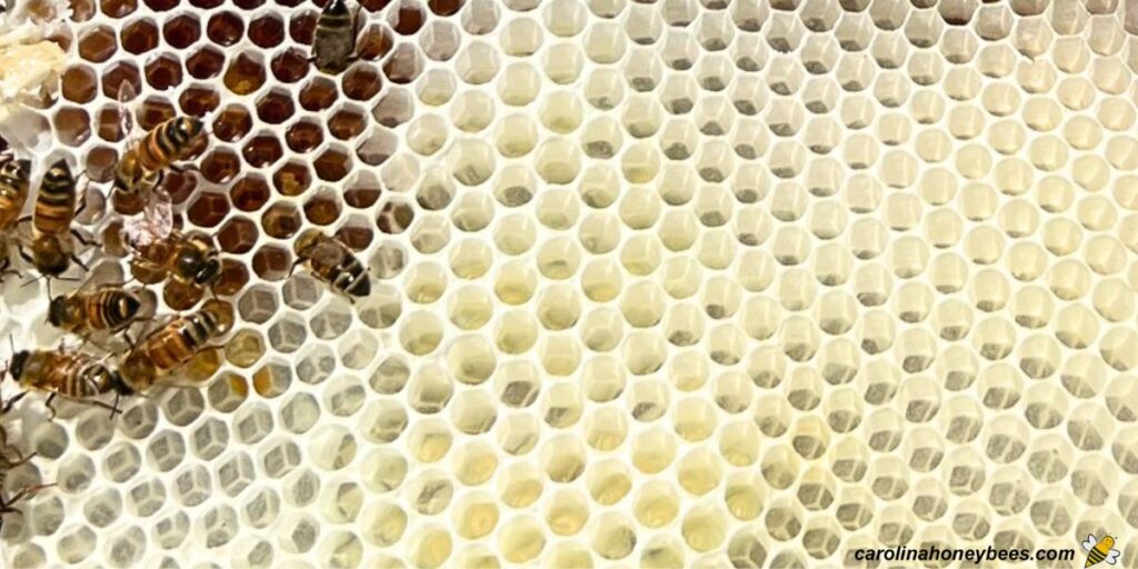 How do Bees Make Wax? Carolina Honeybees