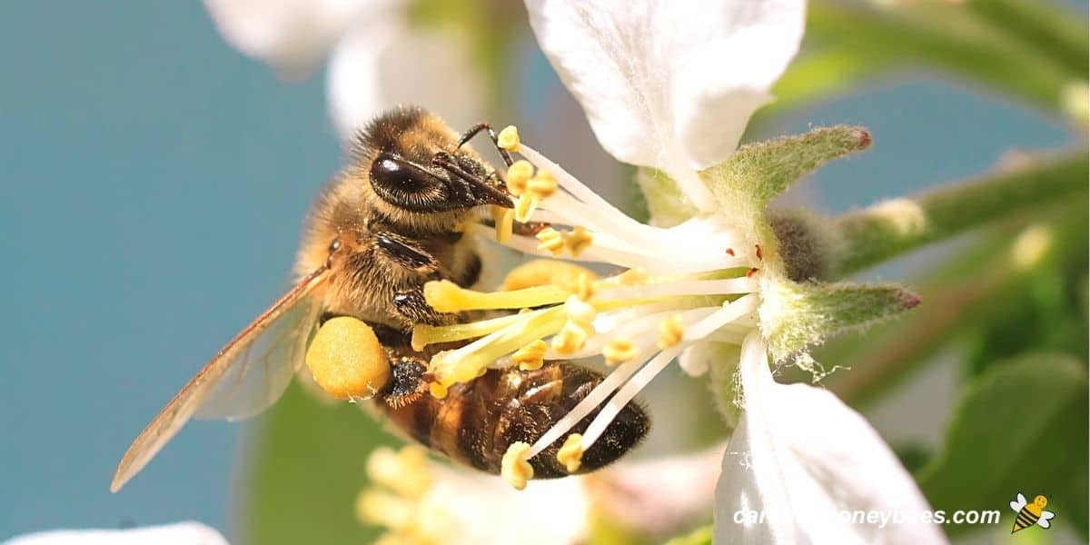 Honey bee collecting pollen from white flower image.