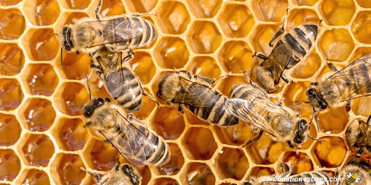 Worker honey bees making honey inside the hive.