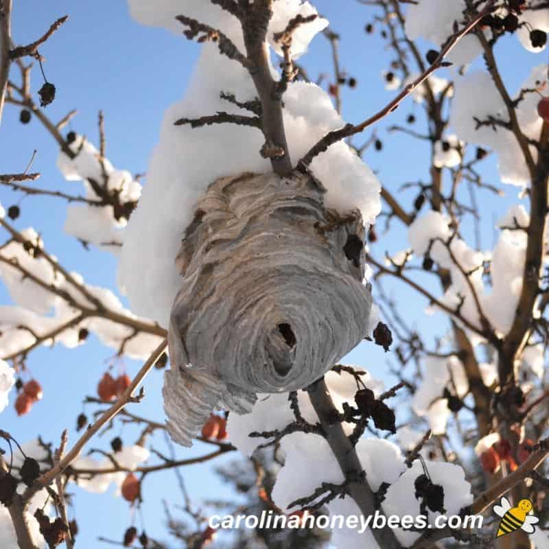 Vegetation helps wild honeybees survive the winter •