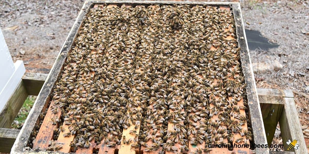 Beehive inspection of strong as noted in beekeepers record or log book.