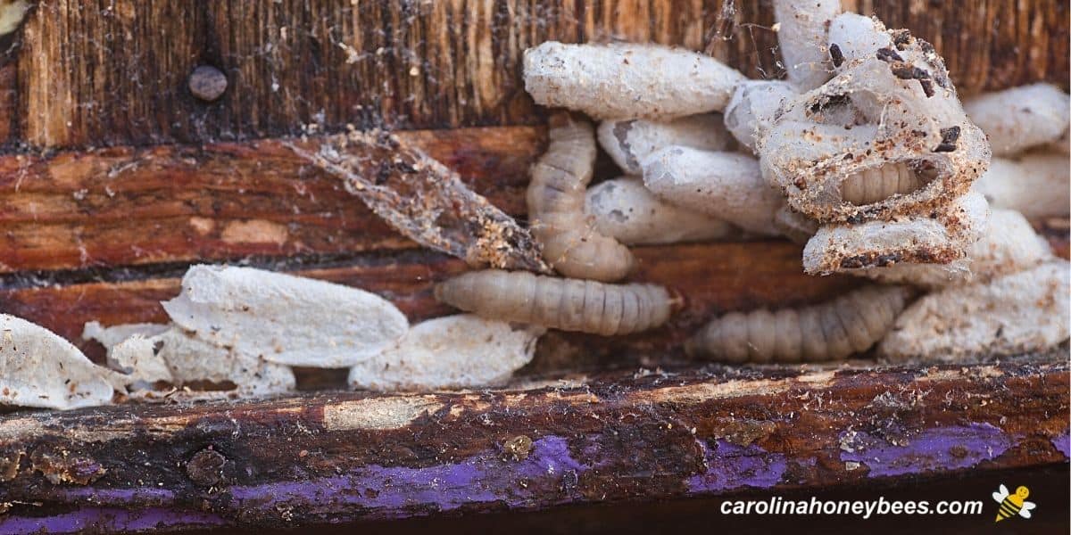 Wax Moths: Treatment and Prevention- Carolina Honeybees