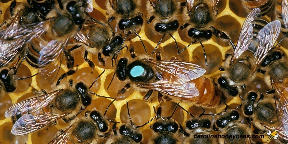 Large size queen honey bee surrounded by workers on comb.