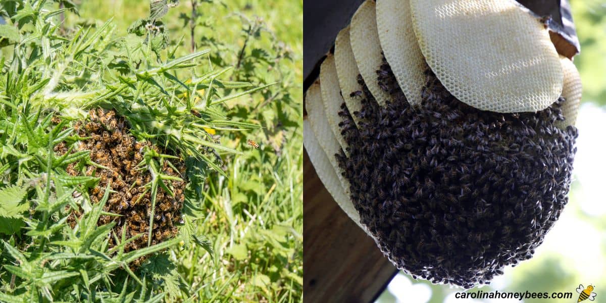 Small swarms or nests of bees that should be approached with caution in areas known to have Africanized honey bees.