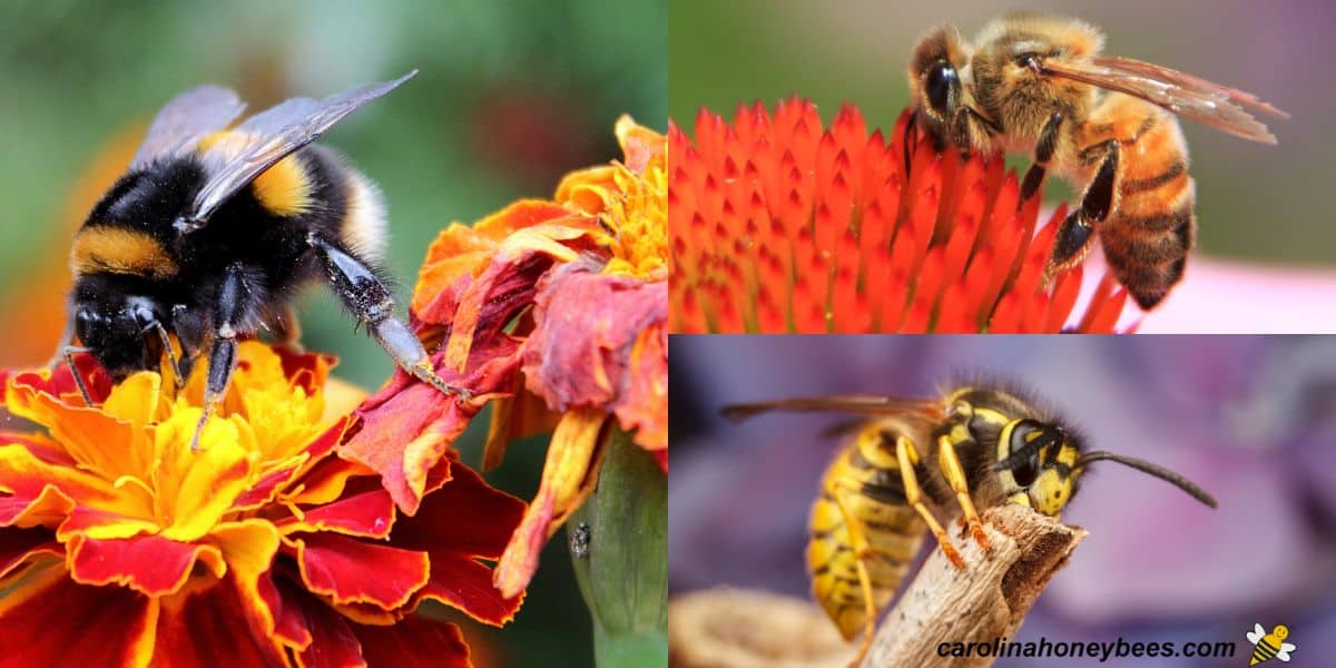 When do Bees Come Out? Tips on Bee Season- Carolina Honeybees