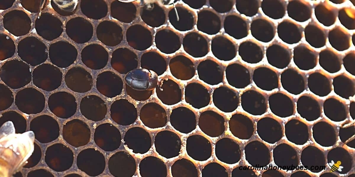 Single adult small hive beetle infesting a colony image.