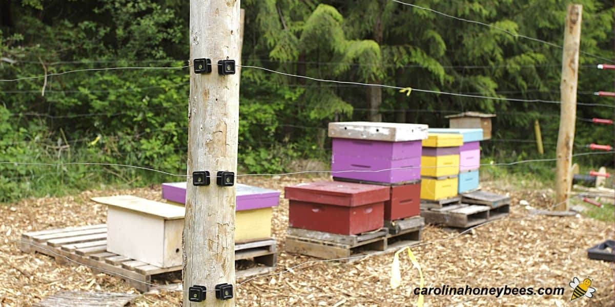 How to Build an Electric Bear Fence Carolina Honeybees