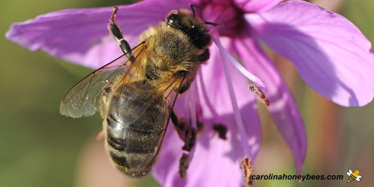 How Long do Bees Live?- Carolina Honeybees