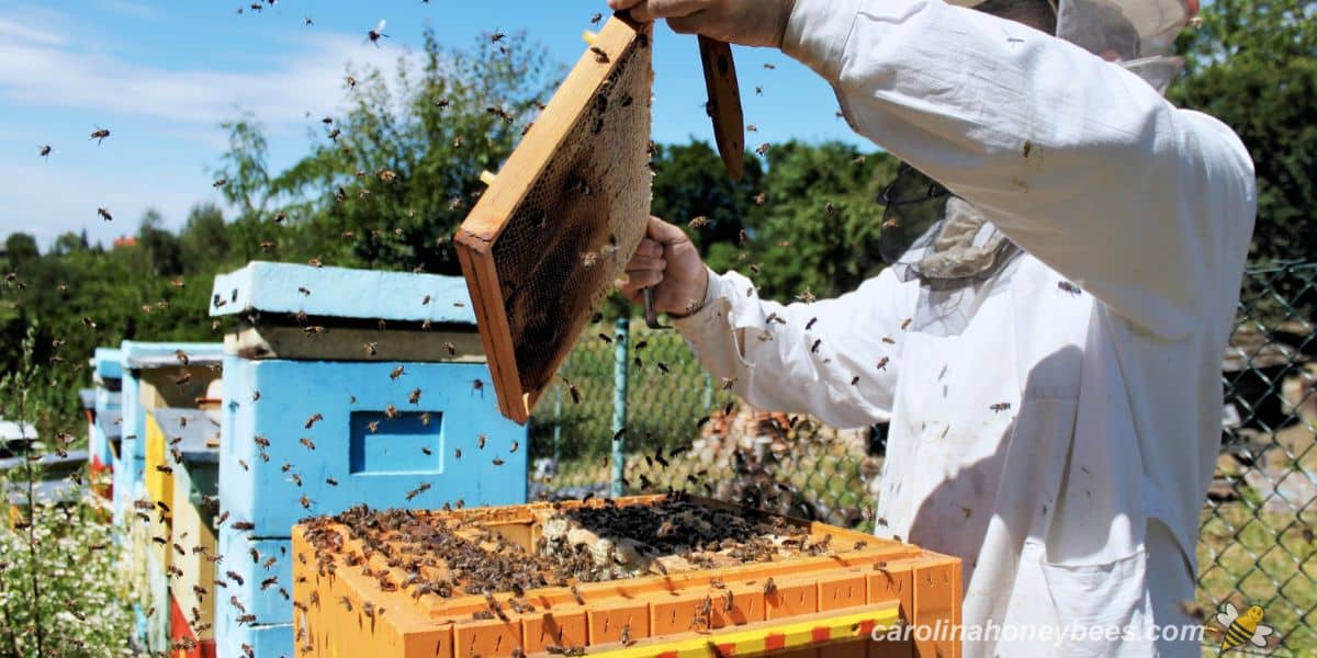 Beekeepers are struggling to keep up with farms' pollination needs