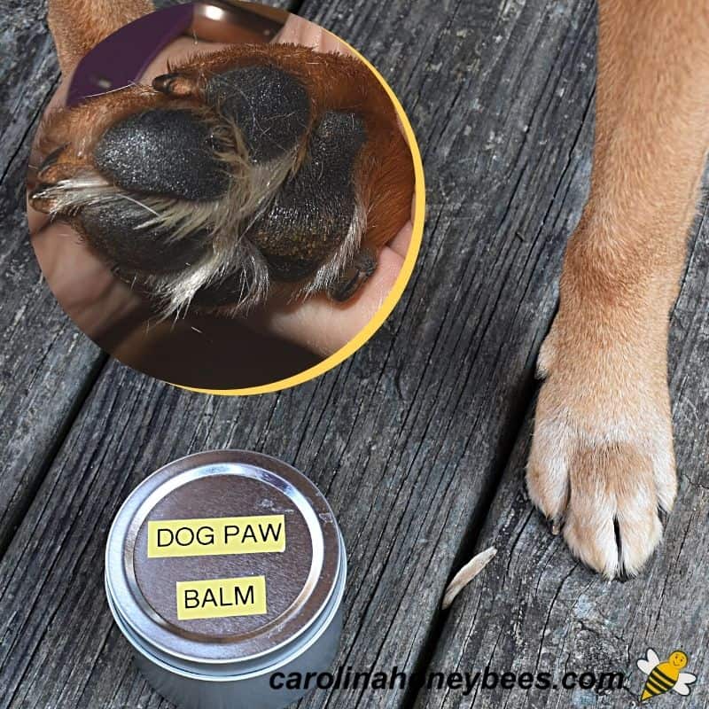 beeswax paw balm 🐾 safe for licking – Moody Bee