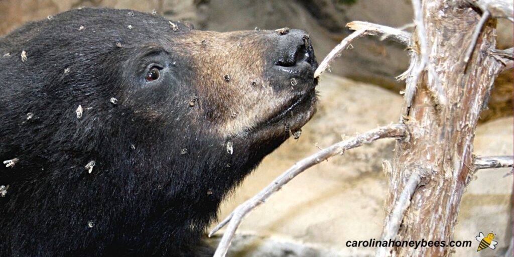 How to Build an Electric Bear Fence Carolina Honeybees