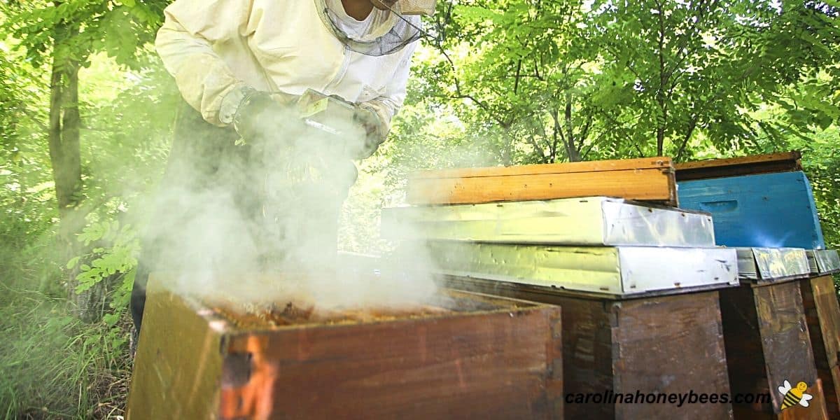 Top 10 mistakes a novice beekeeper makes - Ecocolmena