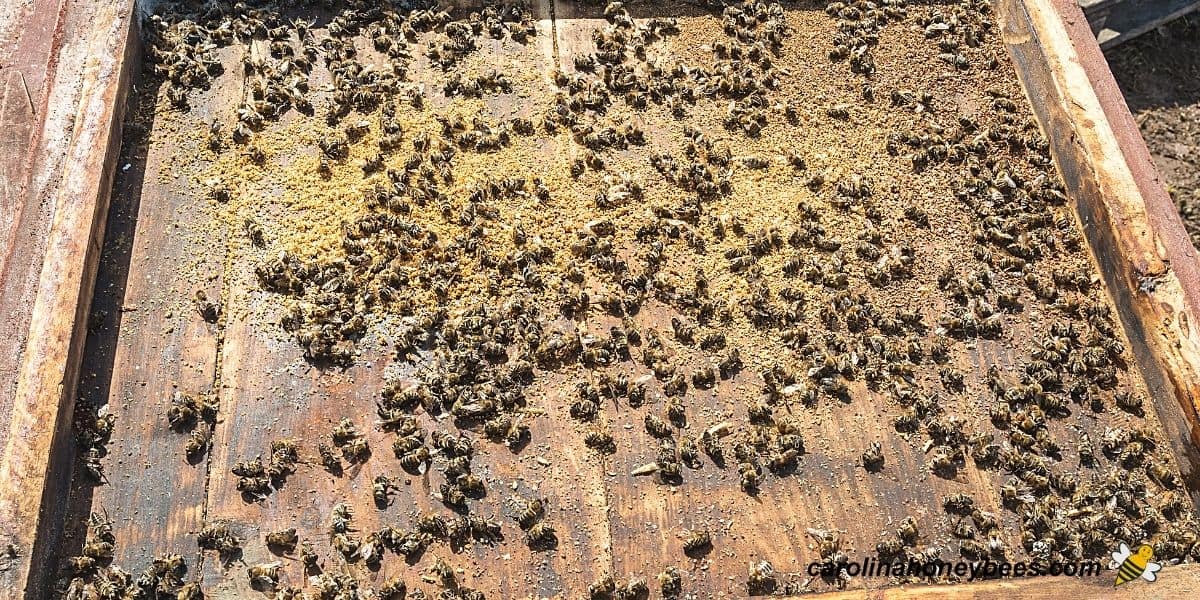 Dead bees from a Winter hive on bottom board image.