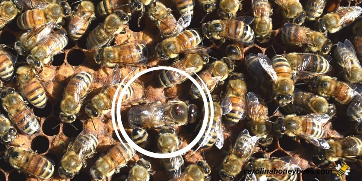 Bees in hive with mites visible on drone bee image.