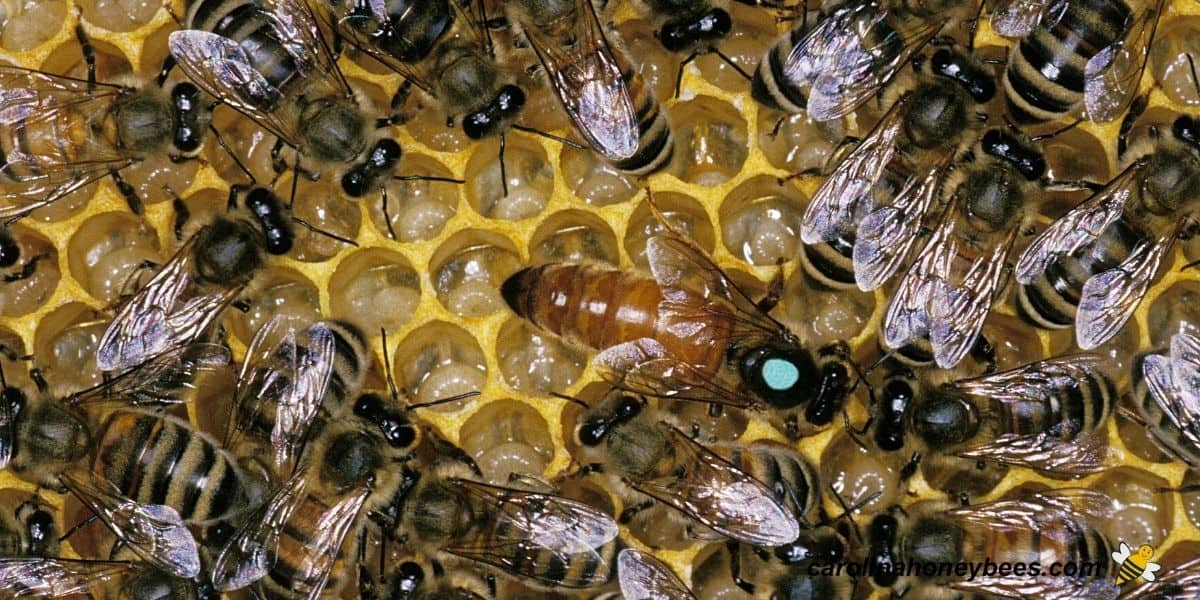 Marked queen in the brood nest of the hive surrounded by workers image.