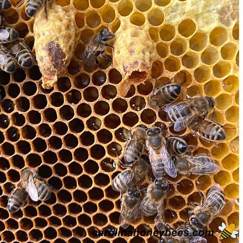 Two queen cells on comb a queen bee has emerged from one cell image.