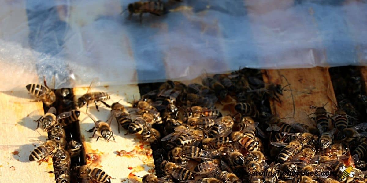 Bee colony with baggie feeder on top image.