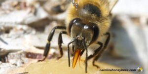 What do Bees Eat? Understand the Diet of Bees🐝 - Carolina Honeybees