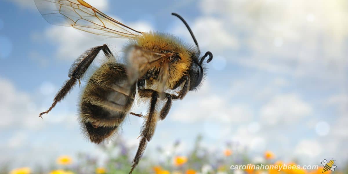 Worker honey bee flying to flower garden.