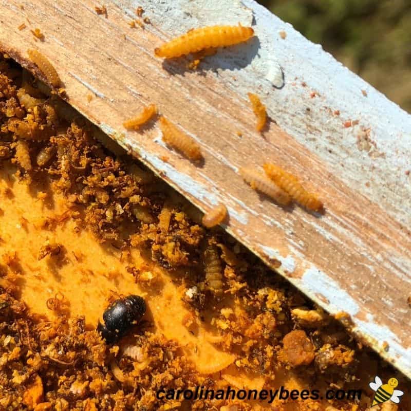 Hive beetle with larva in hive debris image.