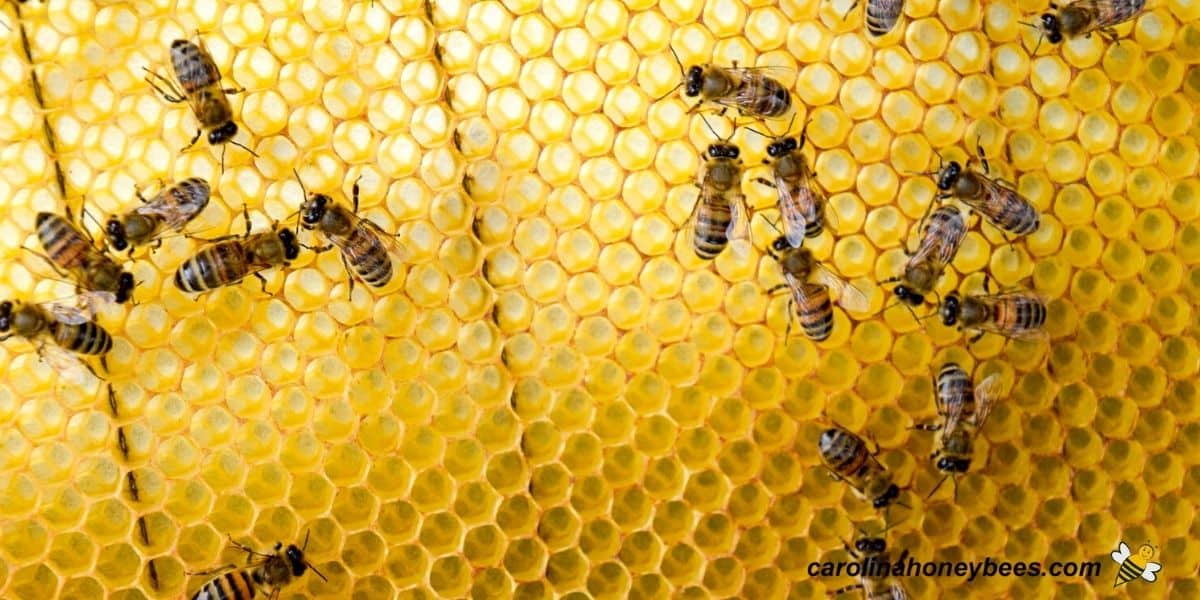 Worker honey bees drawing comb on a new sheet of foundation in hive.