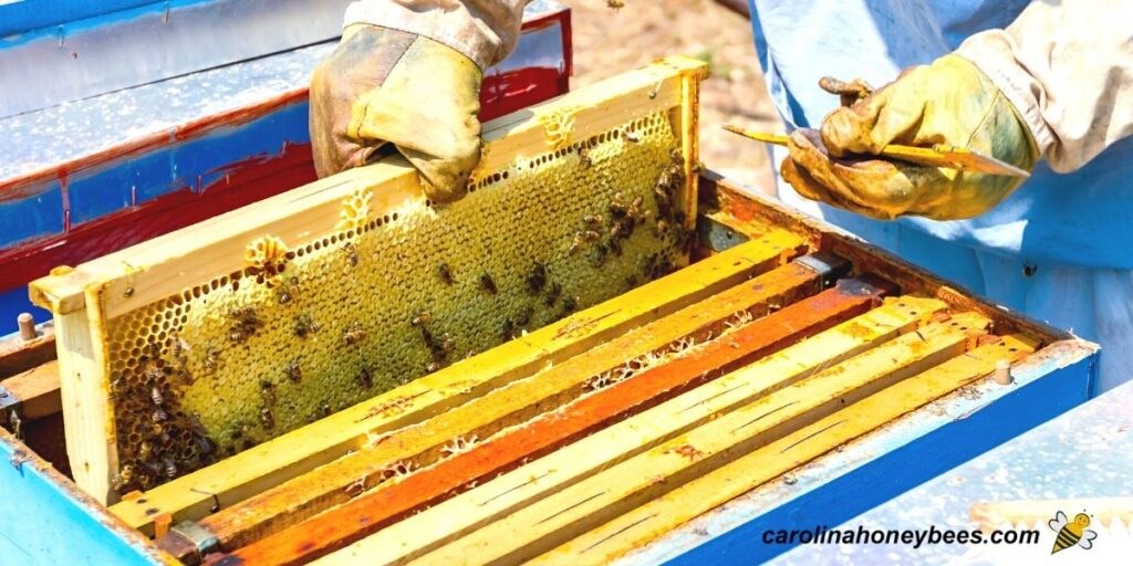 Is Beeswax Edible? Carolina Honeybees