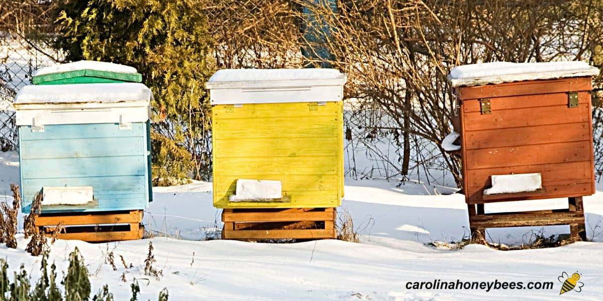 Local beekeepers prepare hives for harsh winter weather