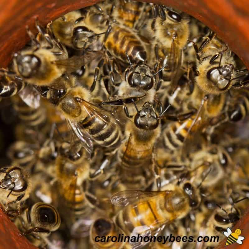 Africanized honey bee - Apis mellifera scutellata Lepeletier