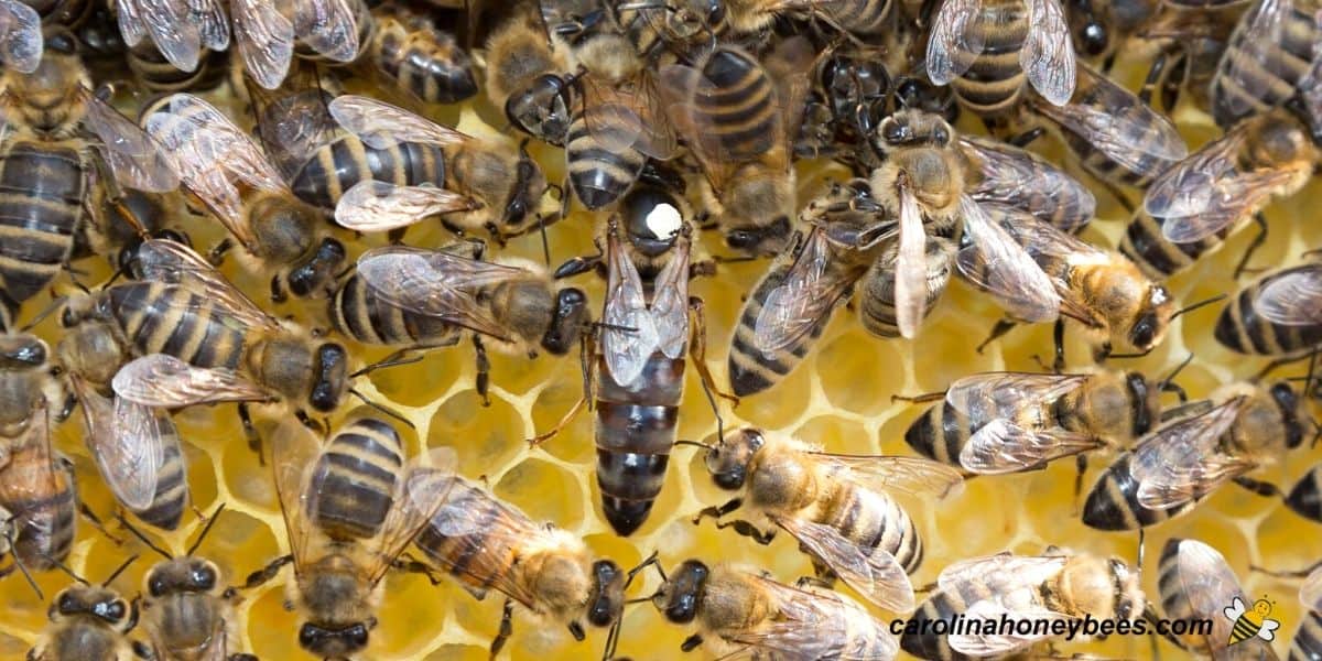 Large dark adult queen bee in hive with workers image.