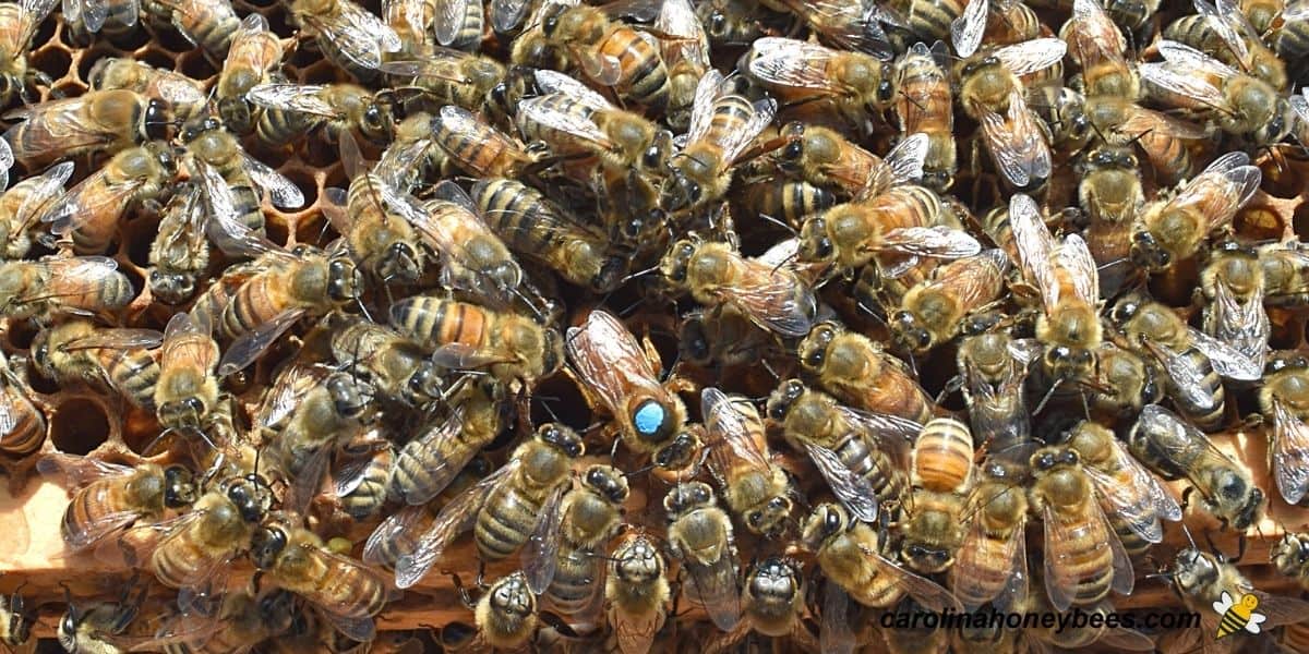 The Role of the Queen Bee in a Hive - The Best Bees Company