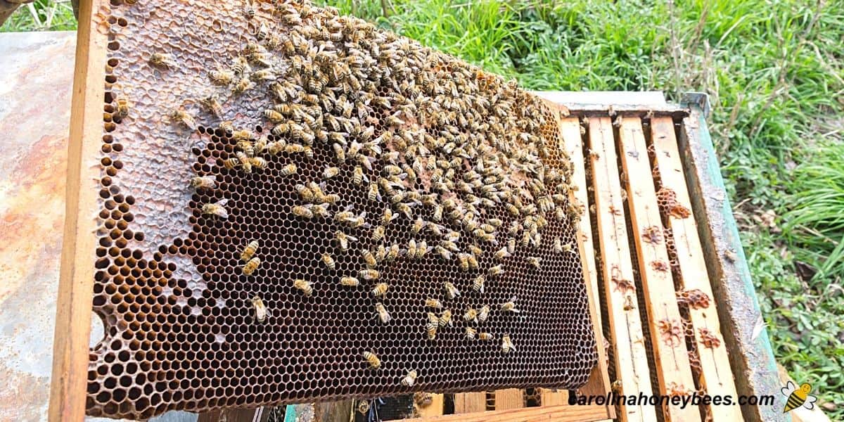 Wax Moth Treatment to Help Your Bees Win the Battle - Backyard Beekeeping