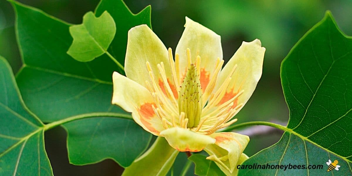 Large yellow and orange bloom on Tulip poplar tree image.