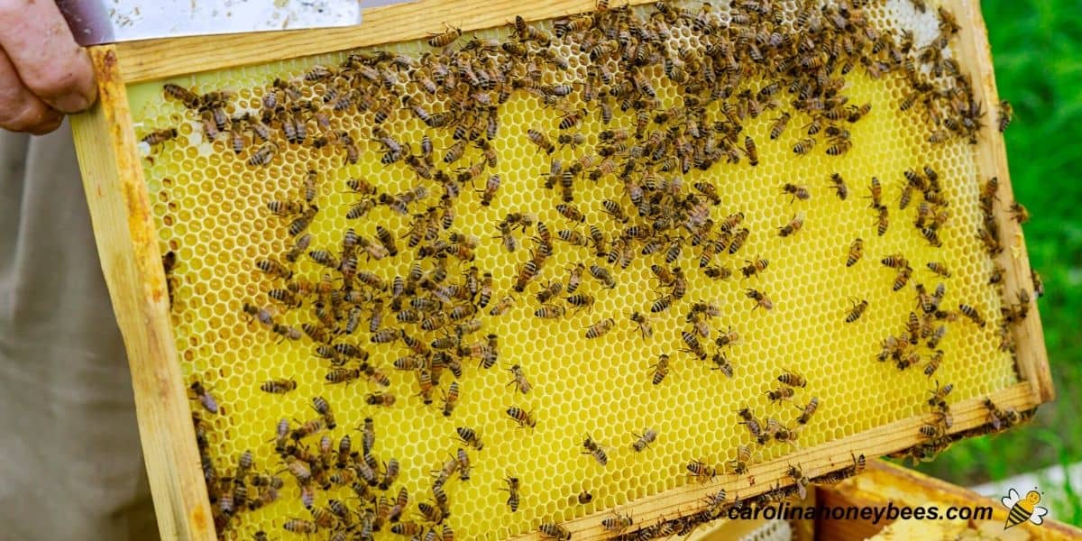 Worker bees on frame of newly built comb.