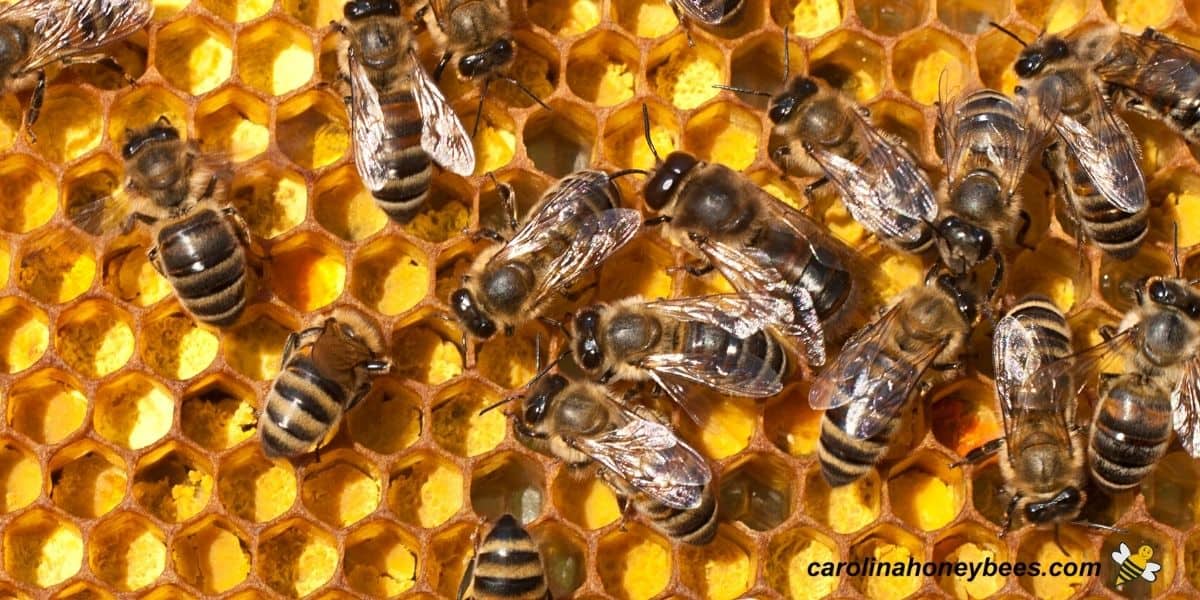 Yellow pollen stored as food for honey bee colony in comb image.