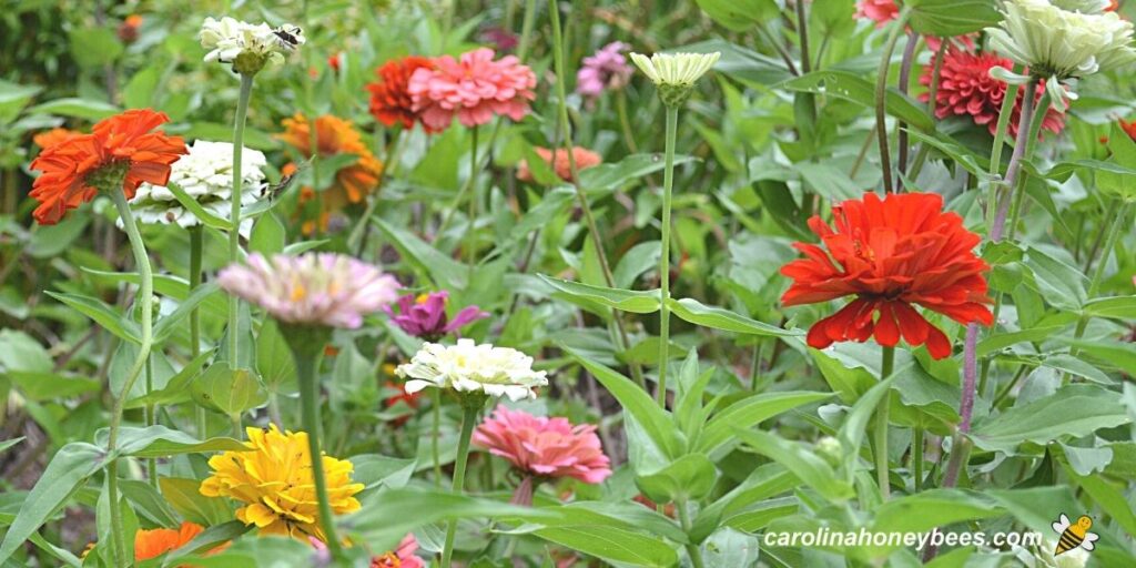 Top Flowers For Honey Bees Carolina Honeybees
