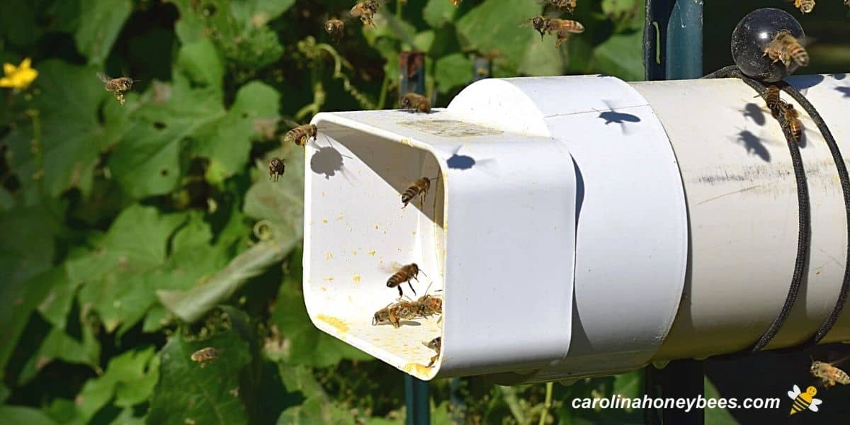 honey bee feeder plans