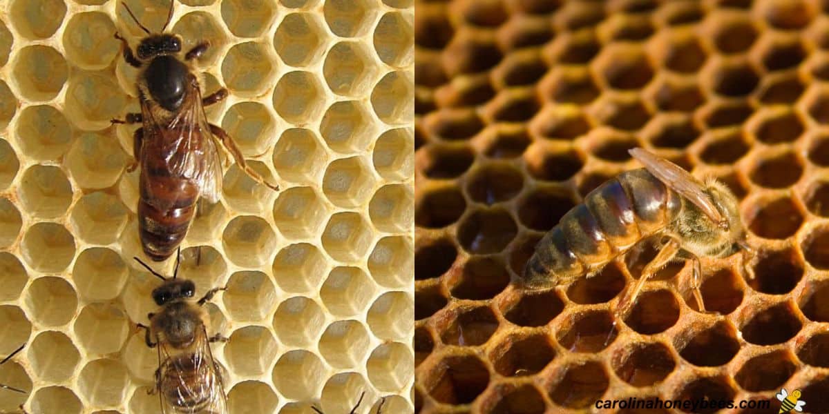 Mated queen honey bee on comb in hive image.