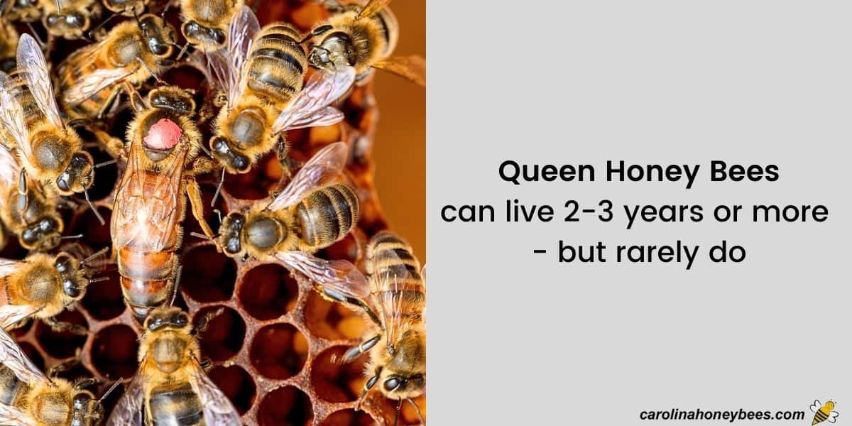 How Long do Bees Live?- Carolina Honeybees