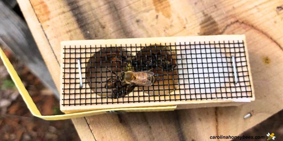 Requeening a hive with a caged queen bee and workers with a candy plug.