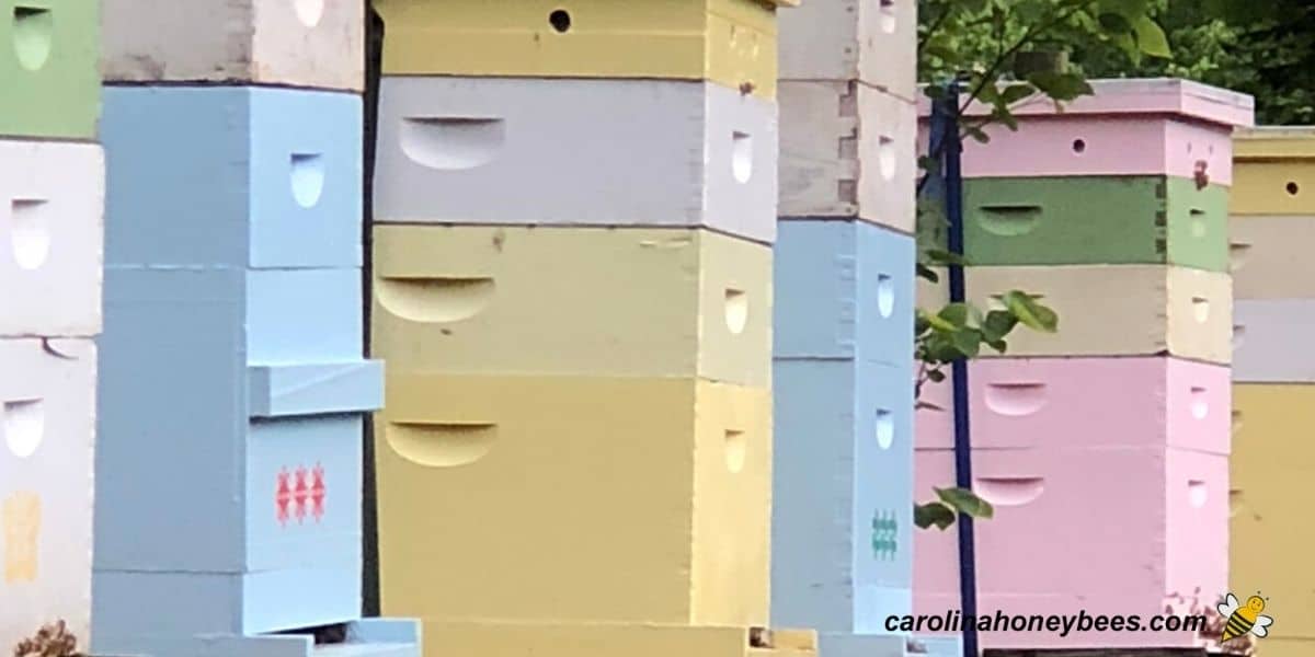 How To Paint a Beehive Tips Best Practices Carolina Honeybees