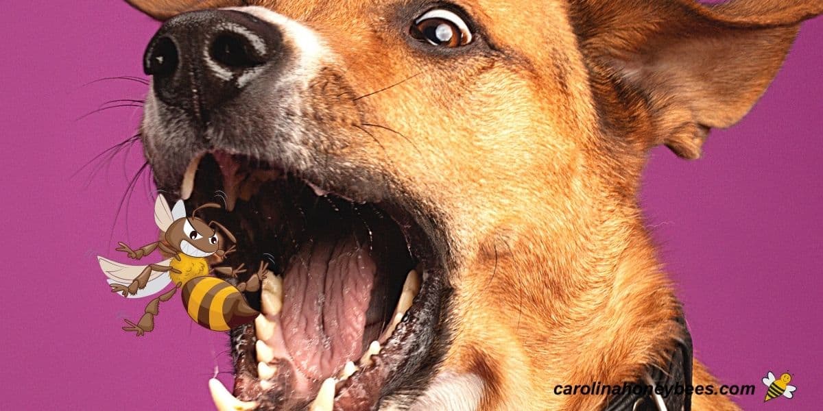 What Happens If a Dog Eats a Yellow Jacket? Vital Insights