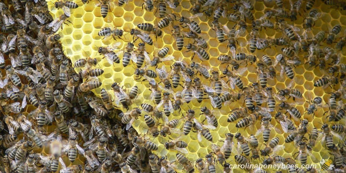 Bees on comb in a natural planned hive. 