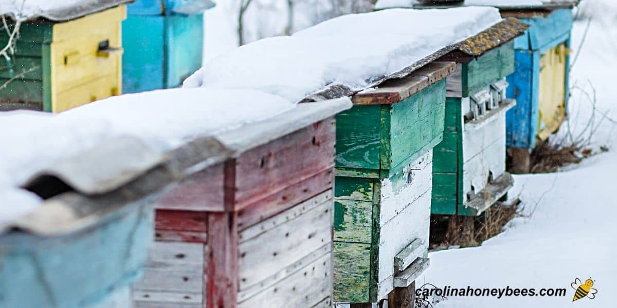 Beekeeping apiary row of hives sitting in Winter snow image.