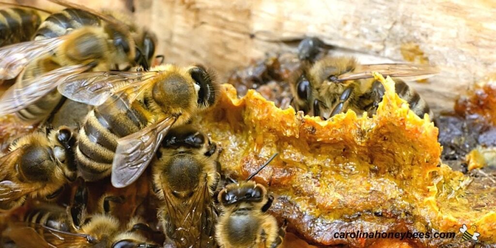 How to Harvest Bee Propolis from Your Hives Carolina Honeybees