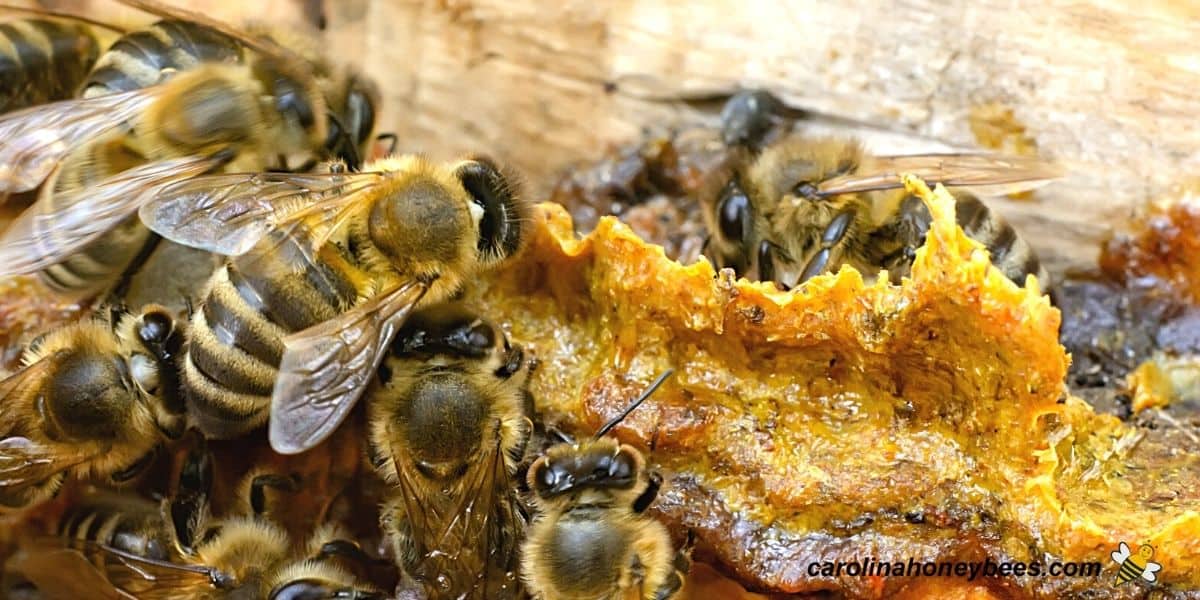 How to Harvest Bee Propolis from Your Hives - Carolina Honeybees