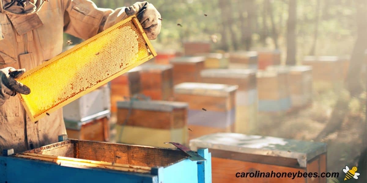 Harvesting Honey (From Hive To Table) - Carolina Honeybees