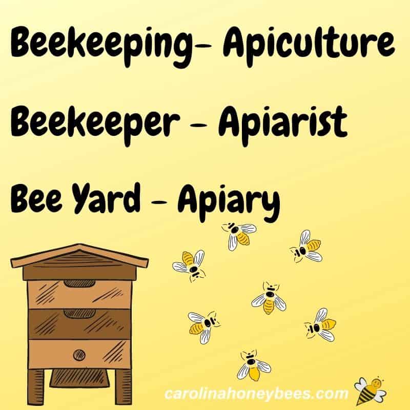 What is a Beekeeper Called & What Do They Do? - Carolina Honeybees